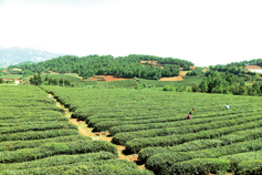 威宁自治县香炉山茶园一角（.jpg