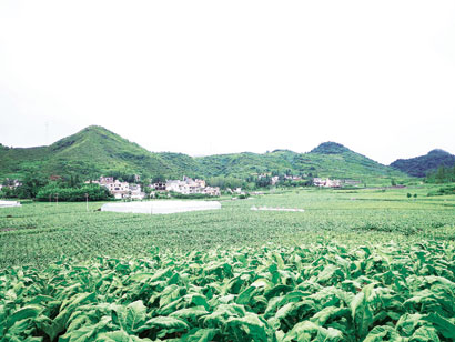 4555-5-6气派雄浑，丰收在望.jpg