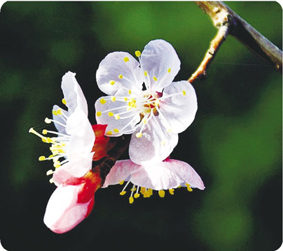 1675134559194044916.jpg 4650-4-2.jpg