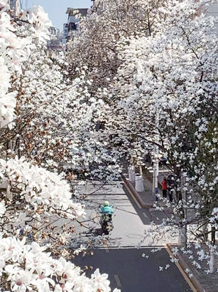 1728438196346002954.jpg 4992-4-3玉兰花开时的朝晖路.jpg