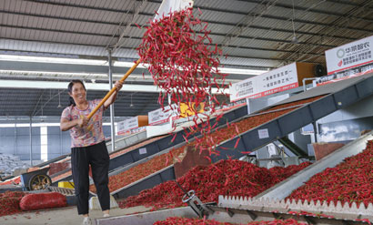 5009-4-3-播州区是贵州辣椒种.jpg