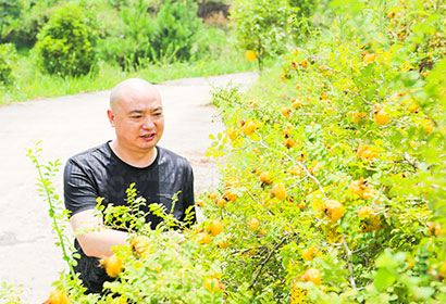 5129-3-4陈绍境委员查看刺梨长势情况.jpg