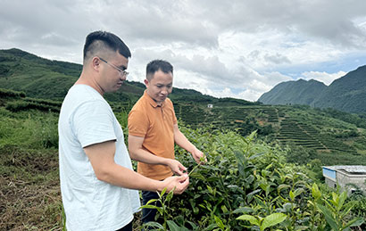 王化东委员（右）在查看茶树生长状况.jpg