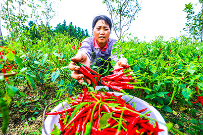 黔东南州剑河县南哨镇九朗村的辣椒迎来丰收。刘梦-摄.jpg