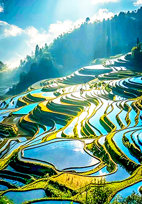 1770858997318091418.jpg 云南元阳梯田灌水期时的美景。来源:资料图片.jpg