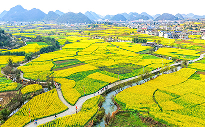 1772850264817090579.jpg 入春以来,安顺市西秀区七眼桥镇云峰八寨的万亩油菜花竞相绽放。图为2月25日油菜花田美景。.jpg