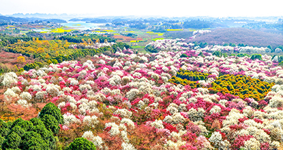 1772850296647005854.jpg 2月28日,位于贵阳市红枫湖畔的清镇市红枫湖镇右二村迎来了一年中最美的时节,千亩玉兰花竞相绽放,呈现出一派春意盎然的景象。.jpg