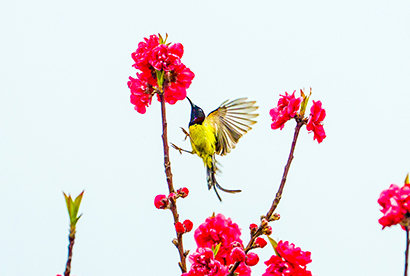1772850324707014102.jpg 2月22日,黔西南布依族苗族自治州望谟县天马山紫叶桃花盛放,引来太阳鸟在花丛中翩跹戏耍。.jpg