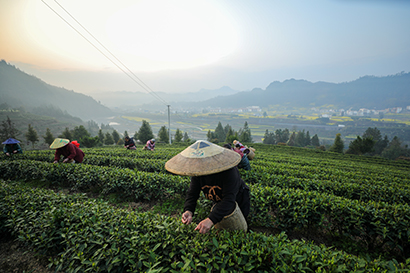 1774400415089035212.jpg 5291-4-2.jpg