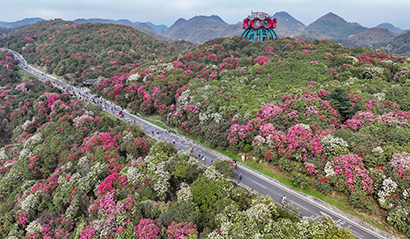 2026年3月25日，游客在贵州省毕节市百里杜鹃景区赏花。----(5).jpg